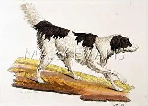 Gotz: T.GOETZ ENGLISH SETTER