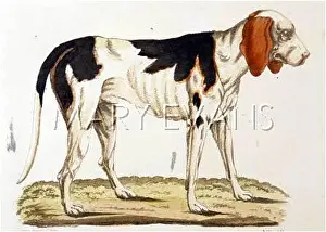 Gotz: T.GOETZ FRENCH FOXHOUND