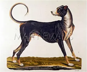 Gotz: T.GOETZ GREAT DANE