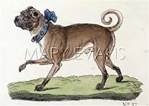 Gotz: T.GOETZ PUG