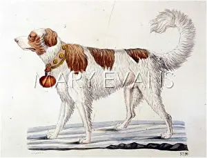 Gotz: T.GOETZ ST BERNARD