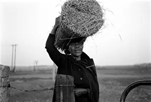 Sugarcane: Thach collection in the Escourt district. 1993 @ Cedric