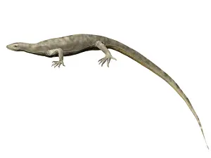 Diapsid: Thadeosaurus colcanapi, Late Permian of Madagascar