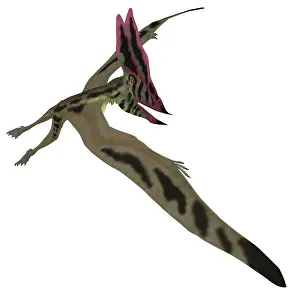 Thalassodromeus: Thalassodromeus pterosaur in flight
