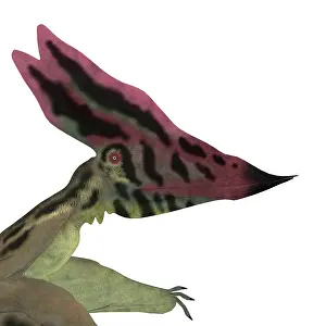 Thalassodromeus: Thalassodromeus pterosaur headshot