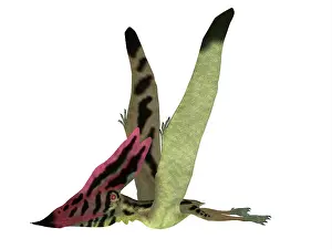 Thalassodromeus: Thalassodromeus pterosaur side view