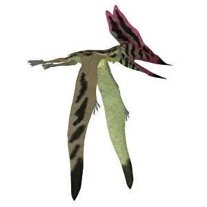 Thalassodromeus: Thalassodromeus pterosaur on white background