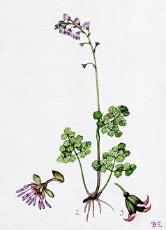 Buttercup: Thalictrum alpinum