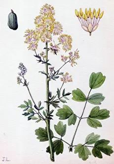 Buttercup: Thalictrum flavum