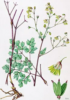 Minus: Thalictrum minus