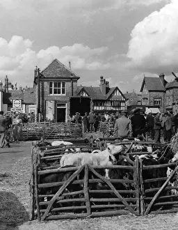 Auctions: THAME CATTLE MARKET