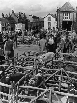 Auctions: THAME CATTLE MARKET
