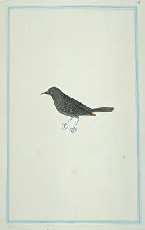 1722 C: Thamnolaea cinnamomeiventris, mocking cliffchat