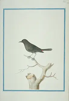 1722 C: Thamnolaea cinnamomeiventris, mocking cliffchat