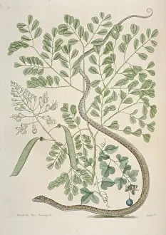 Colubrid: Thamnophis sauritus, spotted ribbonsnake