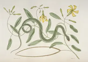Colubrid: Thamnophis sp. garter snake