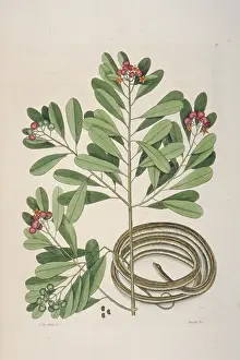 Coil: Thamnophis sp. ribbon-snake