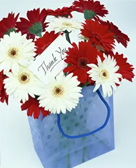 Gerbera: Thank You ??red and white gerbera in blue bag