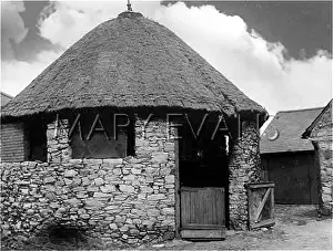 Cockfighting: THATCHED COCKPIT