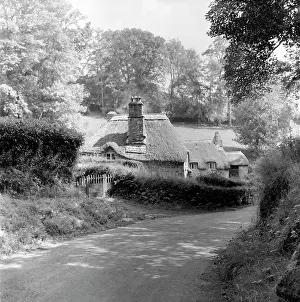 Hedgerow: Thatched cottage, Devon