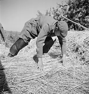 Thatching: Thatching
