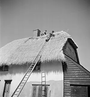 Thatchers: Thatching