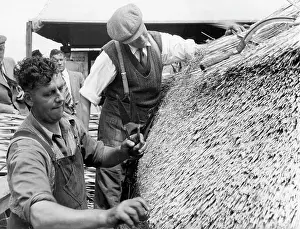 Thatching: THATCHING A ROOF/1950S