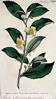 Thea: Thea chinensis, tea