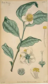 Thea: Thea chinensis, tea
