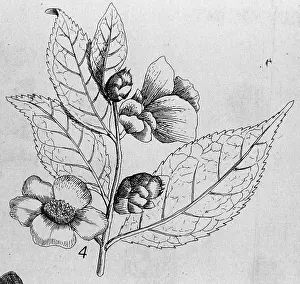 Thea: Thea chinensis, tea
