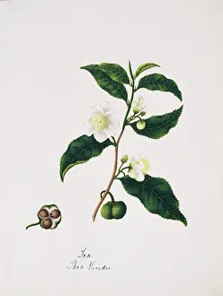 Thea: Thea viridis, tea