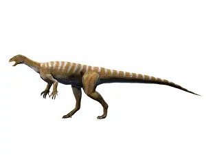 Antiquus: Thecodontosaurus antiquus, Late Triassic of The United ?