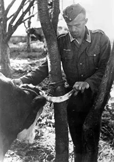 Theft: Theft of Russian cattle by the armed forces in WWII