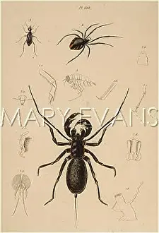 Scorpions: THELYPHONE SCORPION