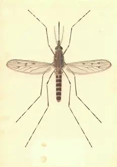 Conclusions: Theobaldia annulata, mosquito