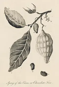Cacao: THEOBROMA CACAO