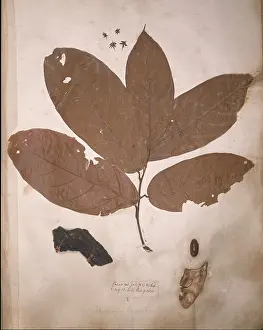 Malvidae: Theobroma cacao, cacao tree