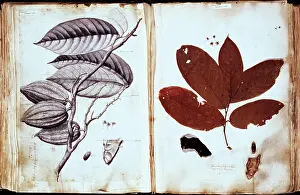 Sloane: Theobroma cacao, chocolate