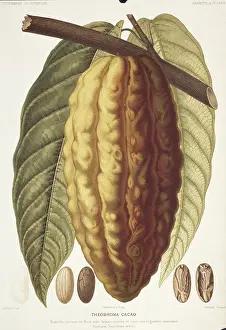 Cacao: Theobroma cacao, cocoa