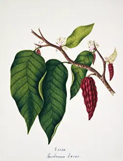 Cacao: Theobroma cacao, cocoa