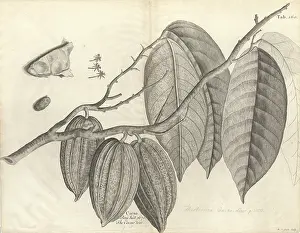 Malvidae: Theobroma cacao, cocoa