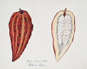 Cacao: Theobroma cacao, cocoa pod