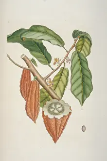 Cacao: Theobroma cacao, cocoa tree
