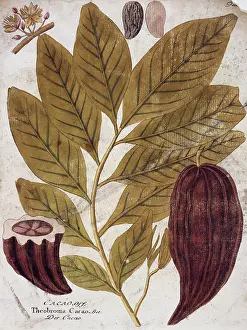 Cacao: Theobroma cacao, cocoa tree