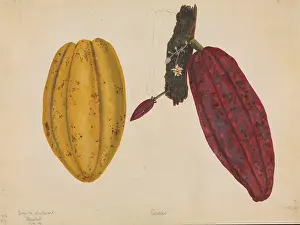 Botanic: Theobroma cacao, cocoa tree