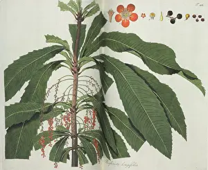 Nicolaus: Theophrasta longifolia