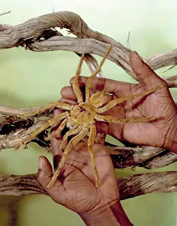 Tarantula: Theraphosa leblondi, goliath tarantula