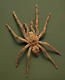 Tarantula: Theraphosa leblondi, goliath tarantula