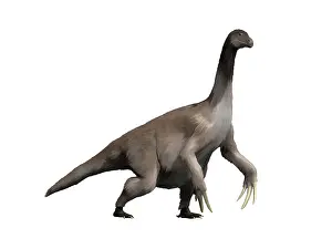 Therizinosaur: Therizinosaurus dinosaur