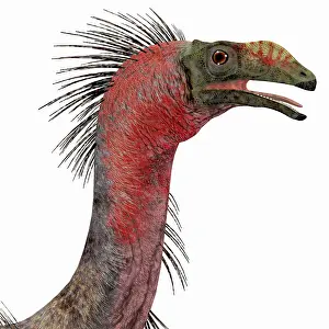 Therizinosaur: Therizinosaurus dinosaur head